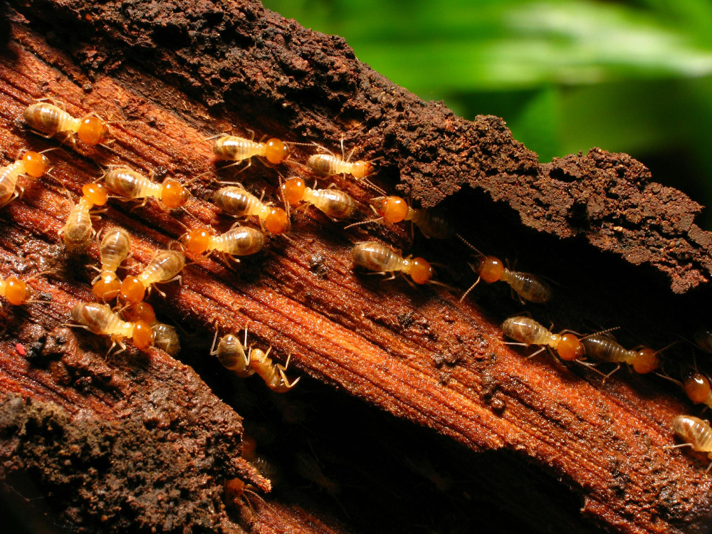rayap tanah